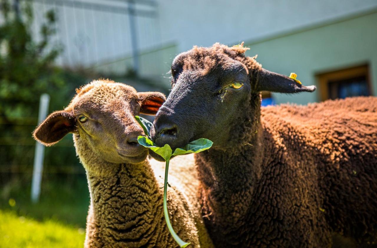 Weidinghof Daire Sankt Veit im Pongau Dış mekan fotoğraf