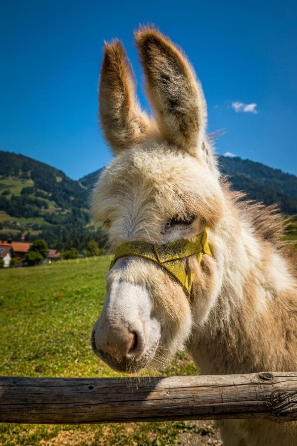 Weidinghof Daire Sankt Veit im Pongau Dış mekan fotoğraf