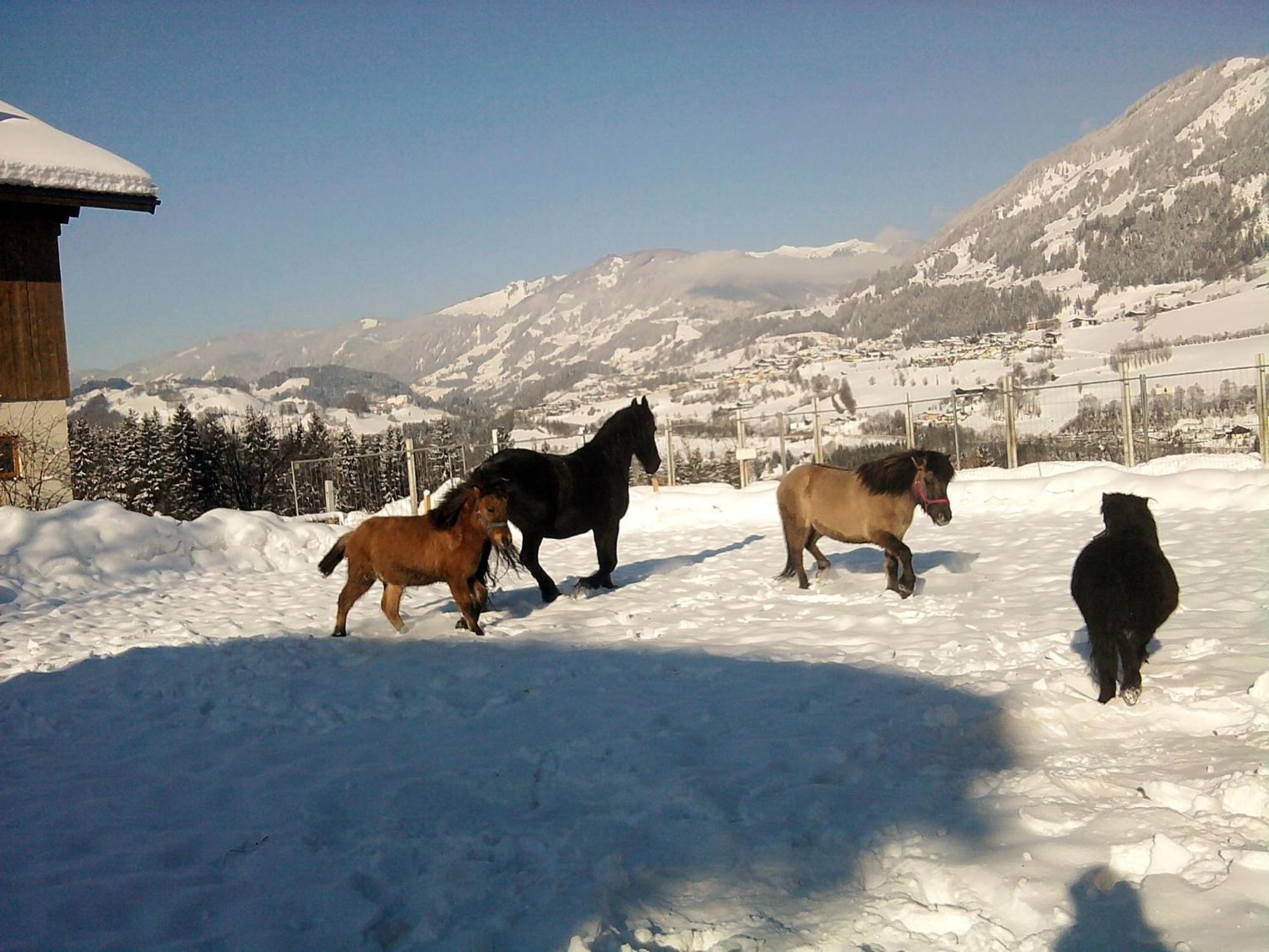 Weidinghof Daire Sankt Veit im Pongau Dış mekan fotoğraf