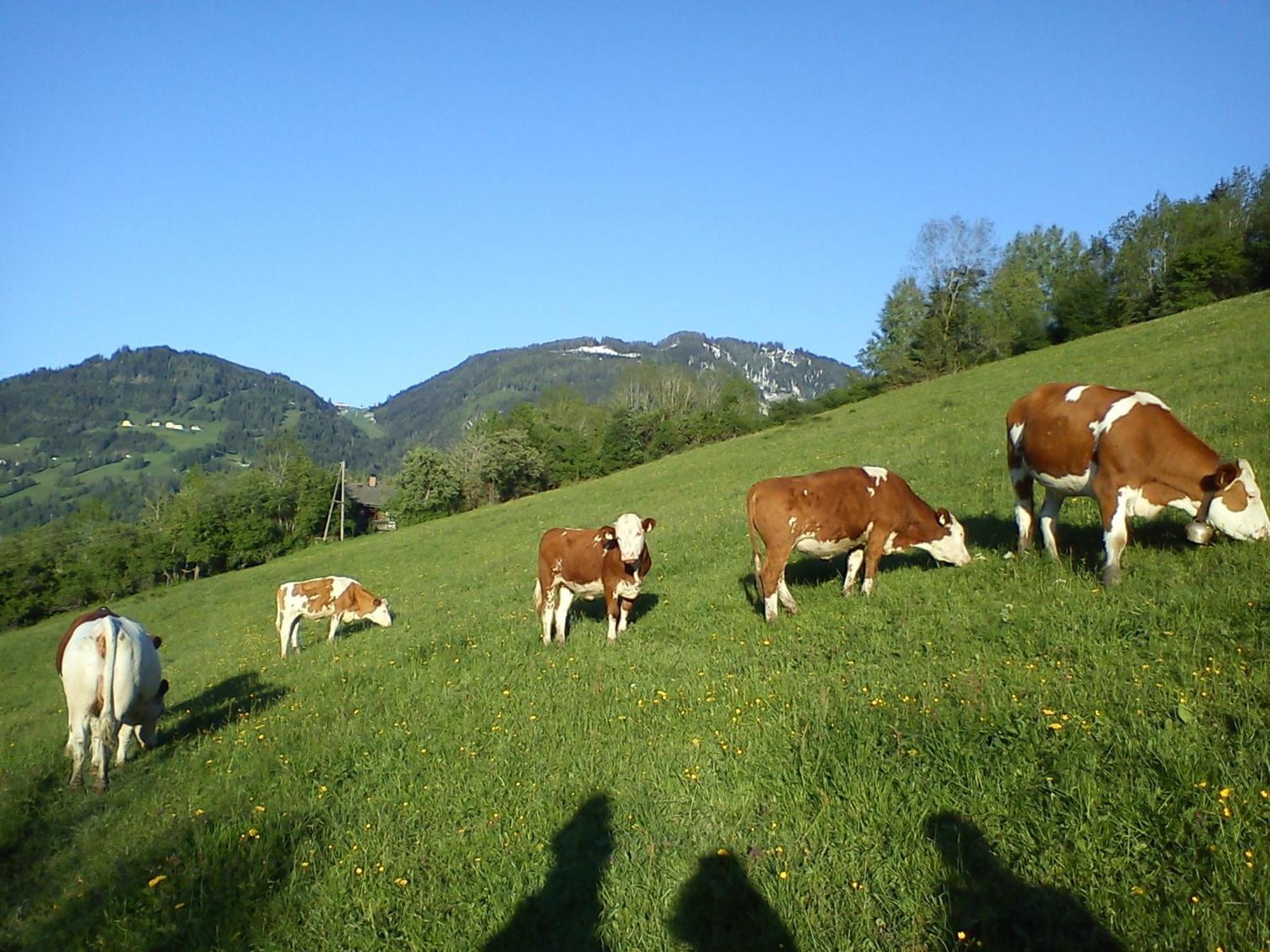 Weidinghof Daire Sankt Veit im Pongau Dış mekan fotoğraf